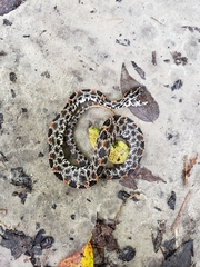 Sistrurus miliarius barbouri