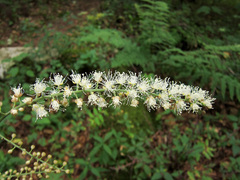 Actaea podocarpa