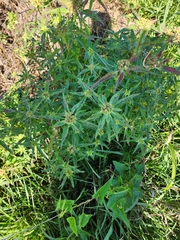 Euphorbia davidii