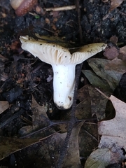 Russula cerolens