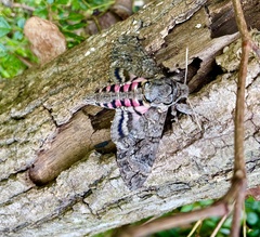 Agrius cingulata