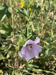 Malva thuringiaca