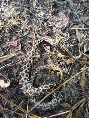 Sistrurus miliarius barbouri