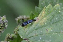 Mystacides azureus