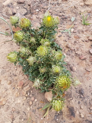 Berkheya armata