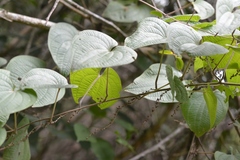 Dioscorea carpomaculata