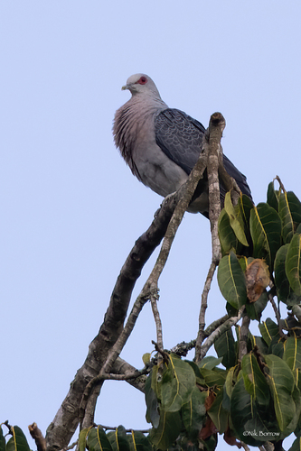 Afep Pigeon