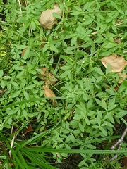 Galium palustre