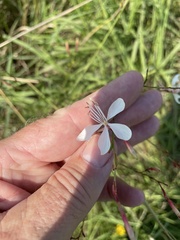 Oenothera lindheimeri