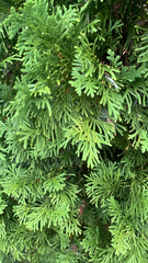 Platycladus orientalis