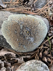 Protoparmeliopsis muralis