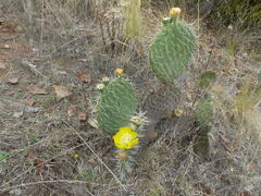 Opuntia huajuapensis