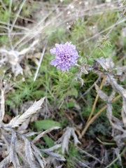 Scabiosa canescens