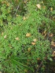 Galium palustre