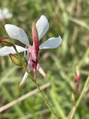 Oenothera lindheimeri