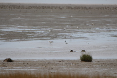 Recurvirostra avosetta