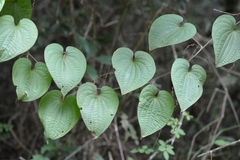 Dioscorea carpomaculata