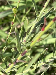 Oenothera lindheimeri