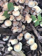 Hypholoma