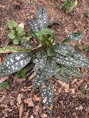 Pulmonaria