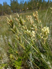 Oxytropis hippolyti