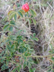 Rosa elliptica