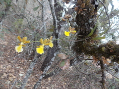 Oncidium brachyandrum