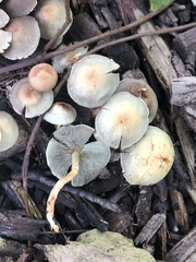 Hypholoma