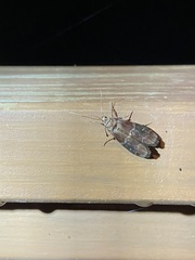 Euzophera ostricolorella