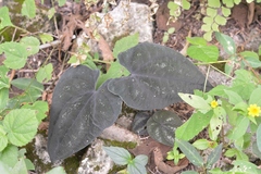 Dioscorea cyanisticta