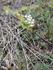 Seseli hippomarathrum