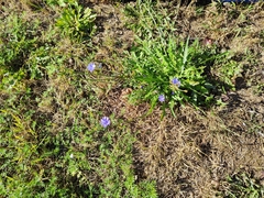 Cichorium intybus