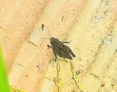 Tetrix tenuicornis