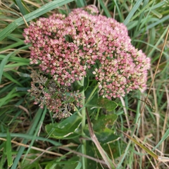 Hylotelephium maximum × spectabile