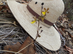Oncidium graminifolium