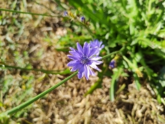 Cichorium intybus