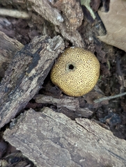 Scleroderma areolatum