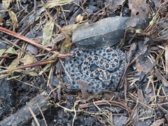 Sistrurus miliarius barbouri