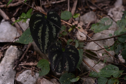 Dioscorea cyanisticta (Dioscorea cyanisticta)