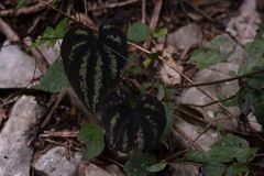 Dioscorea cyanisticta