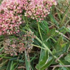 Hylotelephium maximum × spectabile