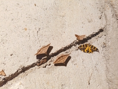 Pantherodes pardalaria