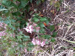 Pelargonium cordifolium