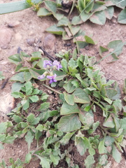 Dolichos decumbens