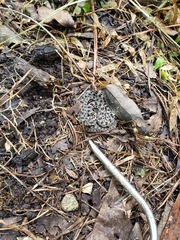 Sistrurus miliarius barbouri