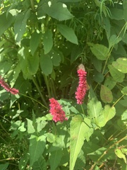 Persicaria orientalis