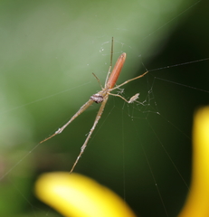 Tetragnatha extensa