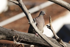 Columba palumbus