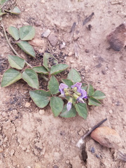 Dolichos decumbens
