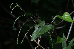 Dioscorea spiculiflora